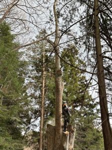 山梨県韮崎市 ケヤキ特殊伐採2