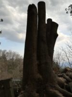 山梨県韮崎市 ケヤキ特殊伐採1