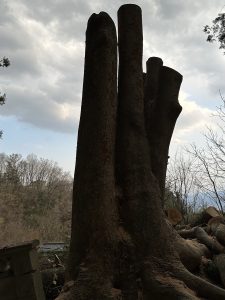 山梨県韮崎市 ケヤキ特殊伐採1