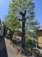 東京都調布市 高木伐採