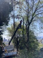東京都町田市にて伐採作業