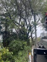 東京都町田市 山桜伐採