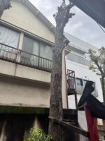 東京都台東区の神社 伐採作業