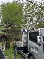 埼玉県春日部市伐採作業