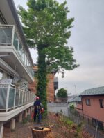 東京都調布市 特殊伐採