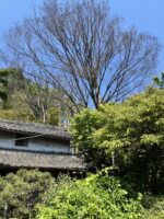 千葉県八千代市 ケヤキ特殊伐採