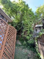 千葉県市川市 蔦まみれ桜の伐採