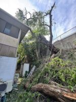 千葉県市川市 桜の庭木伐採 枝落とし作業