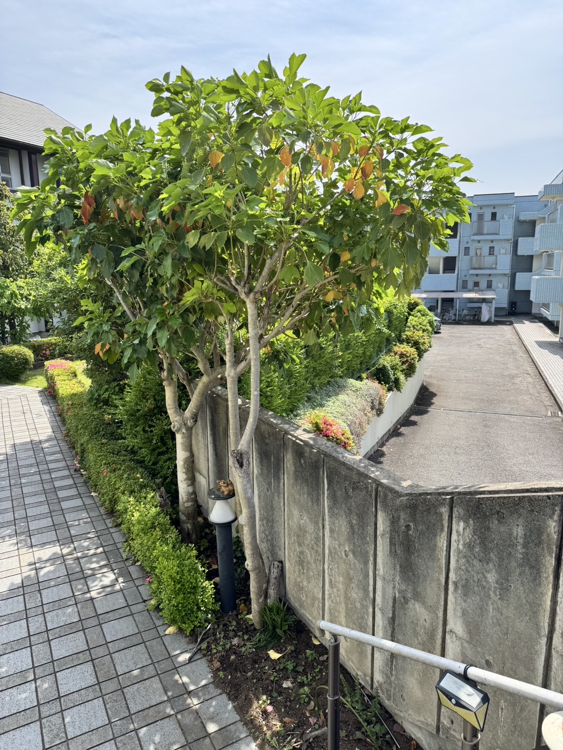 神奈川県川崎市高津区 庭木伐採！