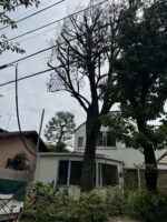 東京都練馬区にてケヤキ特殊伐採