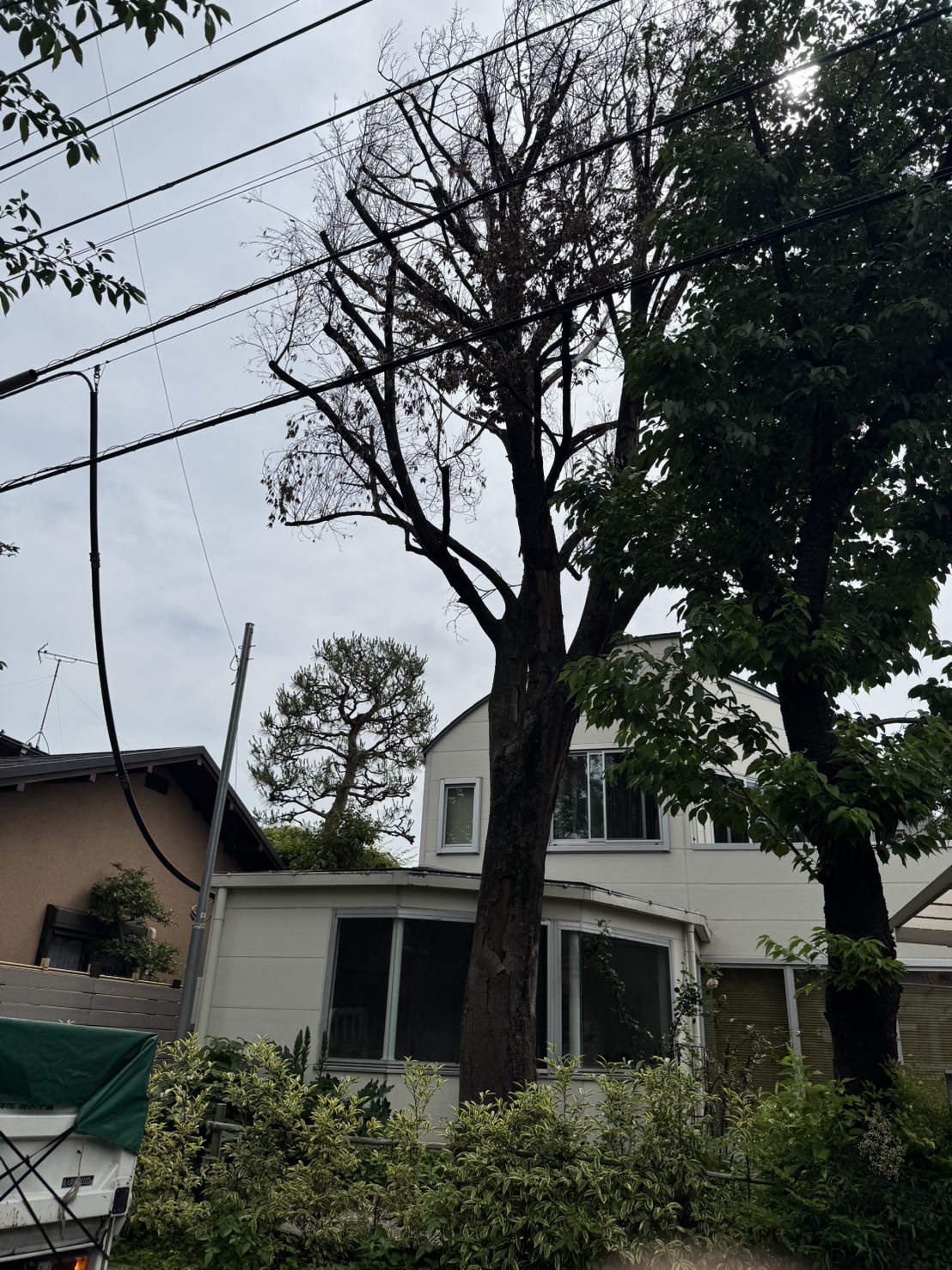 東京都練馬区にてケヤキ特殊伐採
