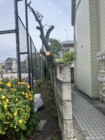 東京都世田谷区 桜の特殊伐採
