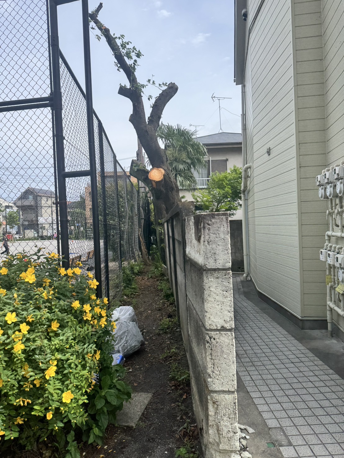 東京都世田谷区 桜の特殊伐採