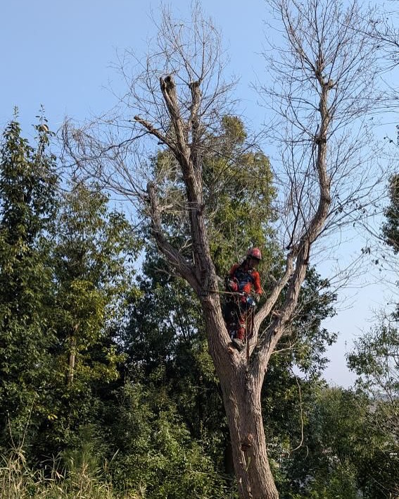 埼玉県 ナラ枯れの木 特殊伐採1