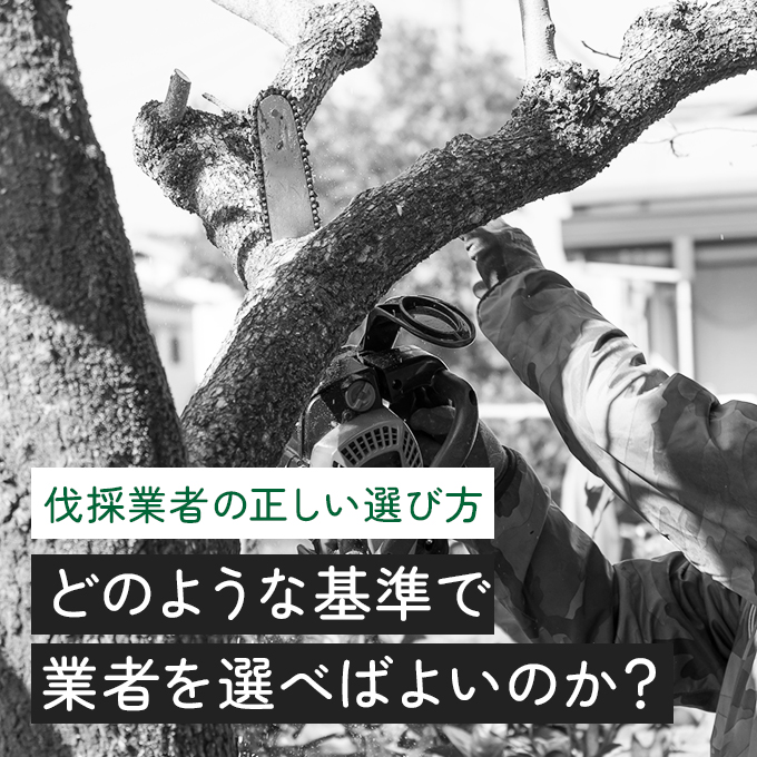 伐採業者の正しい選び方について! 詳しく解説