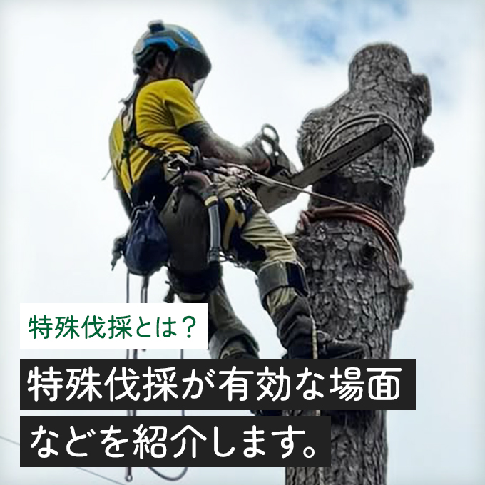 特殊伐採とは？ 依頼シーンや必要とされる技術などを紹介