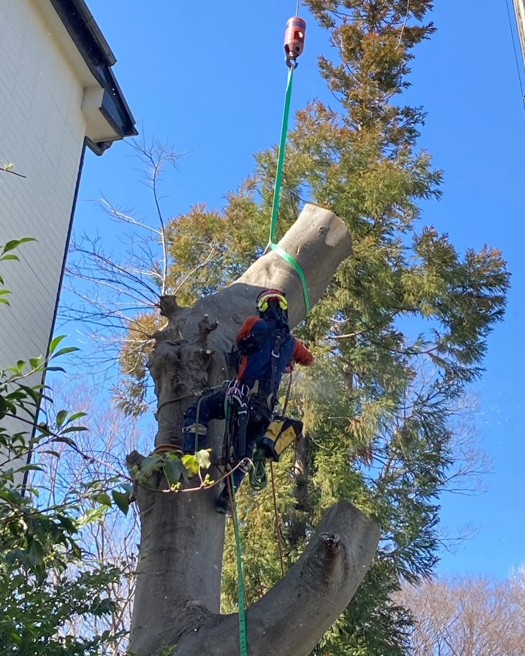 埼玉県 ラフタークレーン使用しての特殊伐採1