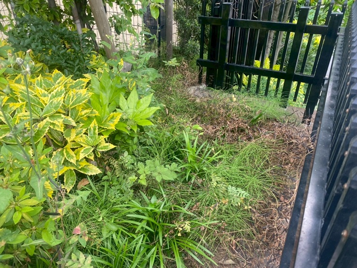 中木剪定・除草作業1