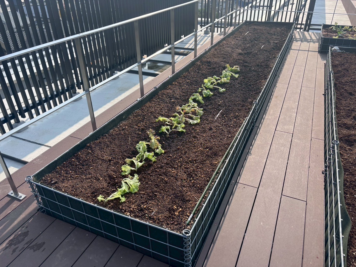 種・苗植付け作業2