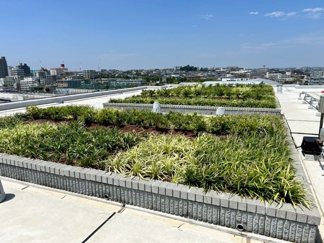 マンション屋上の除草作業3