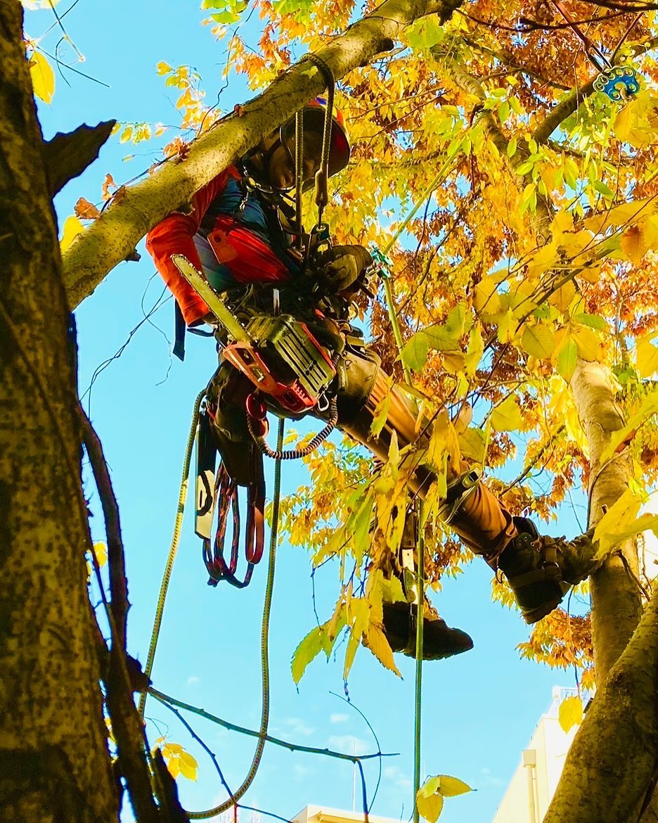 練馬区 川沿いの樹木 特殊伐採作業2-6