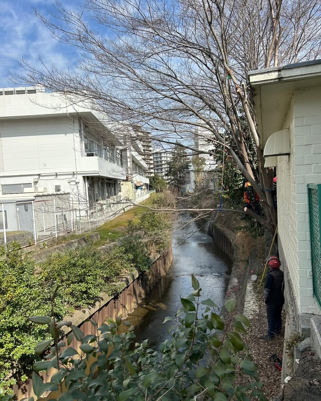 練馬区 川沿いの樹木 特殊伐採作業1
