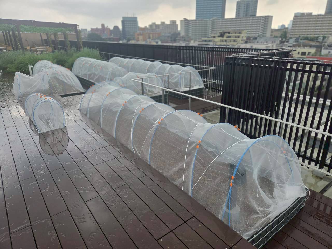 防虫ネットの設置1