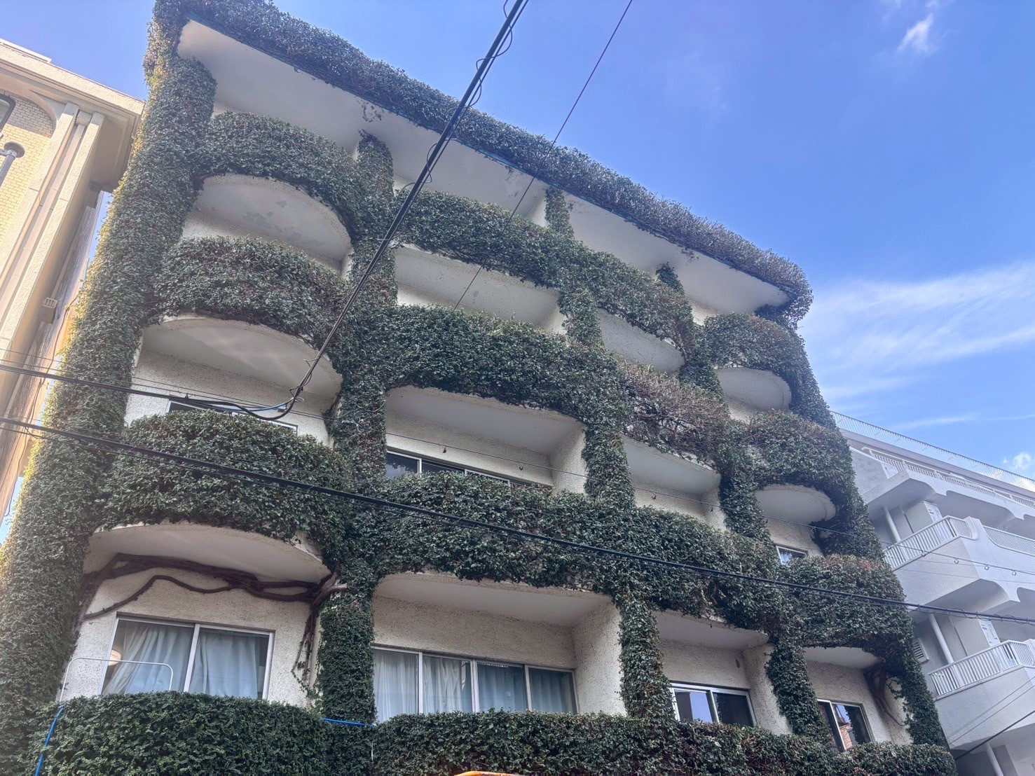 蔦刈り込み作業1