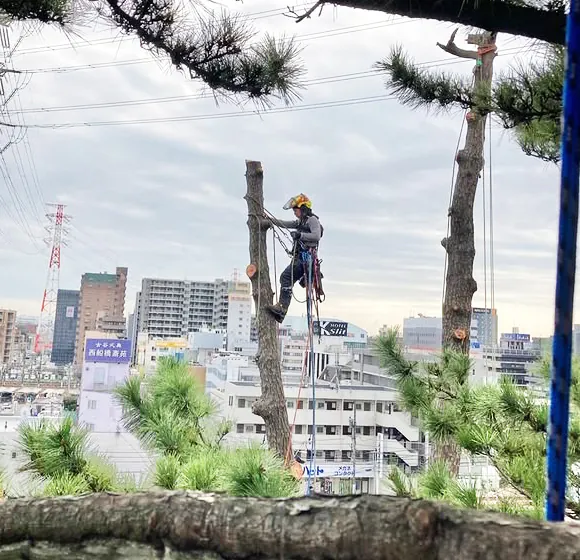 伐採屋・解決本舗の伐採イメージ