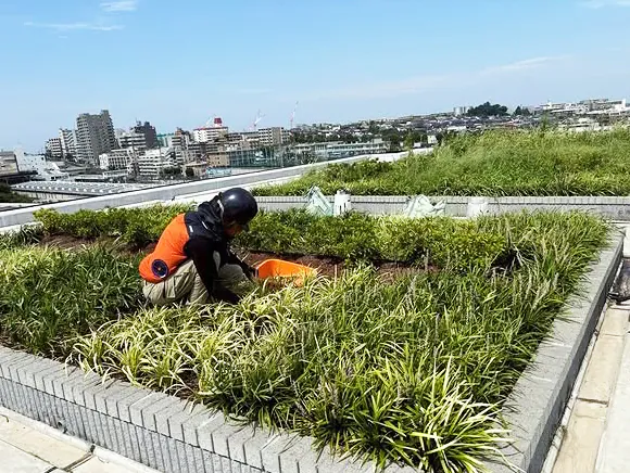 伐採屋・解決本舗の伐採イメージ