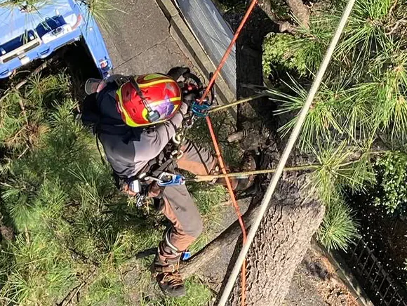 伐採屋・解決本舗の伐採イメージ