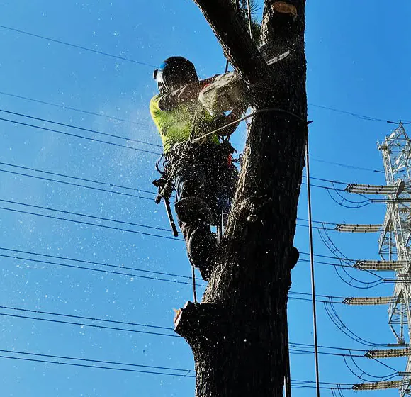 伐採屋・解決本舗の伐採イメージ
