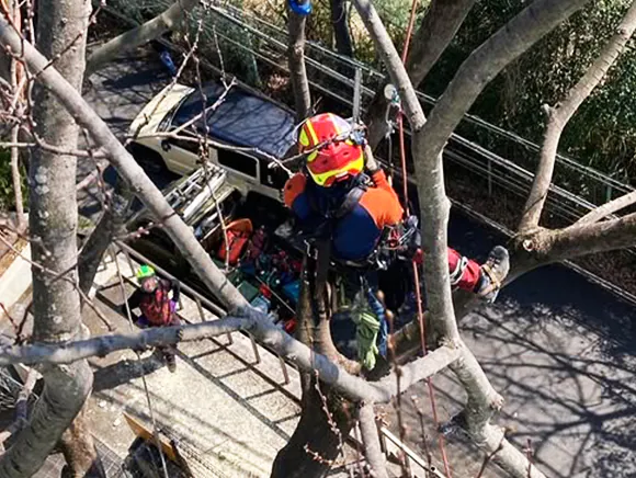 伐採屋・解決本舗の伐採イメージ