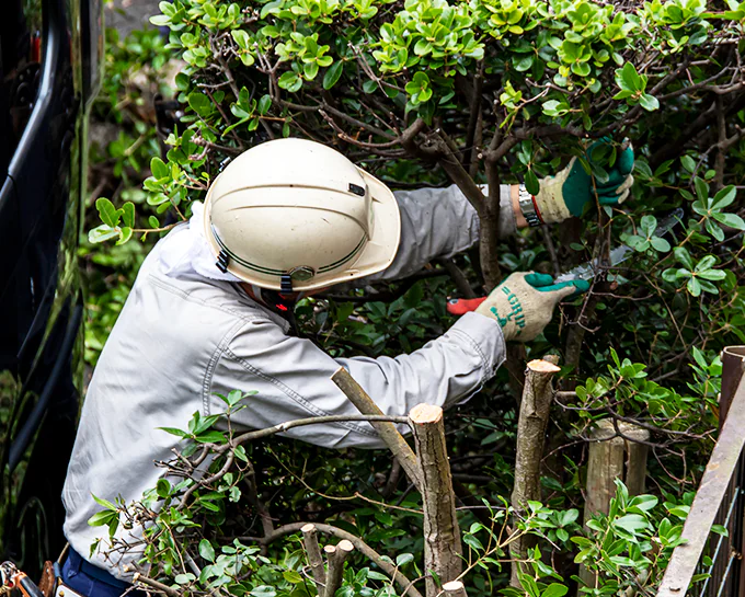 伐採屋・解決本舗のサービス 草刈り・ツタ取り