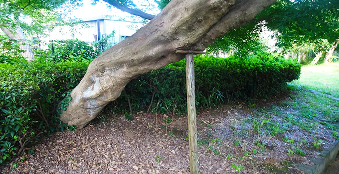 伐採についてのお困りごと5